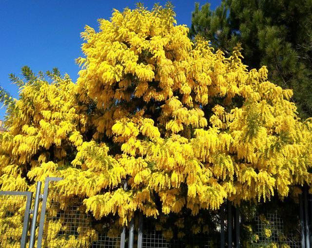 flores amarillas