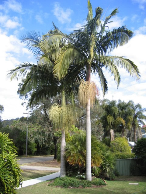 Plantas El Pino-vivero palmeras