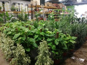 plantas en interior