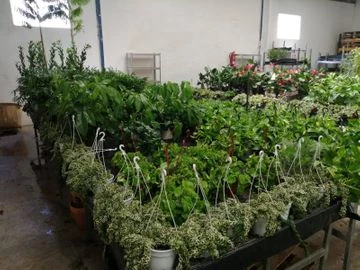 plantas de interior