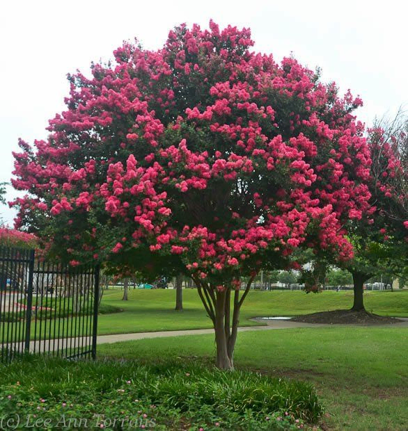 árbol