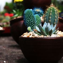  Plantas El Pino-vivero maceta con un cactus