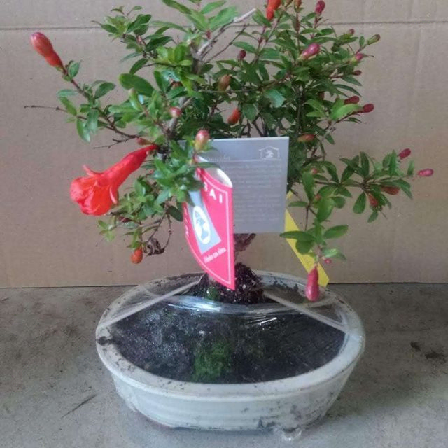 bonsai 3