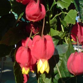 Plantas El Pino-vivero flores rojas