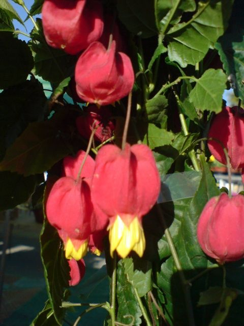 flores rojas y amarillas