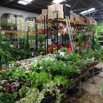 plantas en vivero
