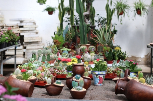 Plantas El Pino-vivero macetas con cactus