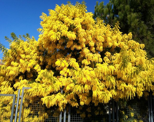  Plantas El Pino-vivero flores amarillas