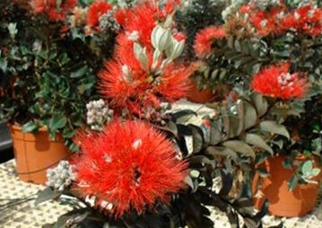 exterior del vivero